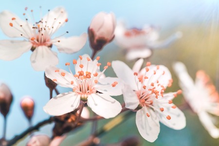 Close-up-of-cherry-blossom-flower-1165042